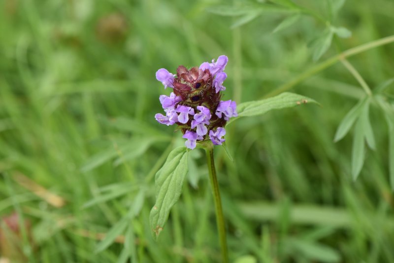 BRUNELLE. Comestible et médicinale, c'est aussi une plante mellifère riche en nectar et en pollen. ISABELLE TURBAN 